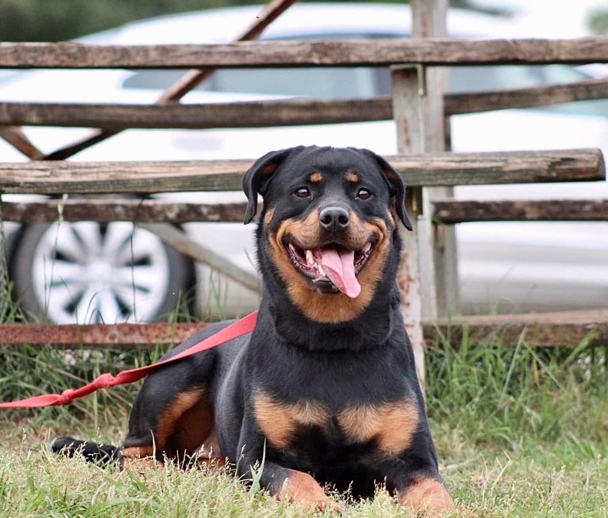 Rottweiler Puppies breeder image 2