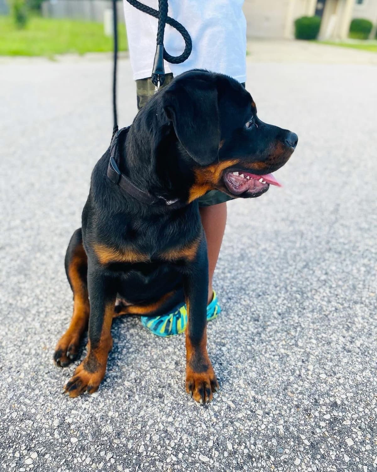 Rottweiler Puppies breeder image 6