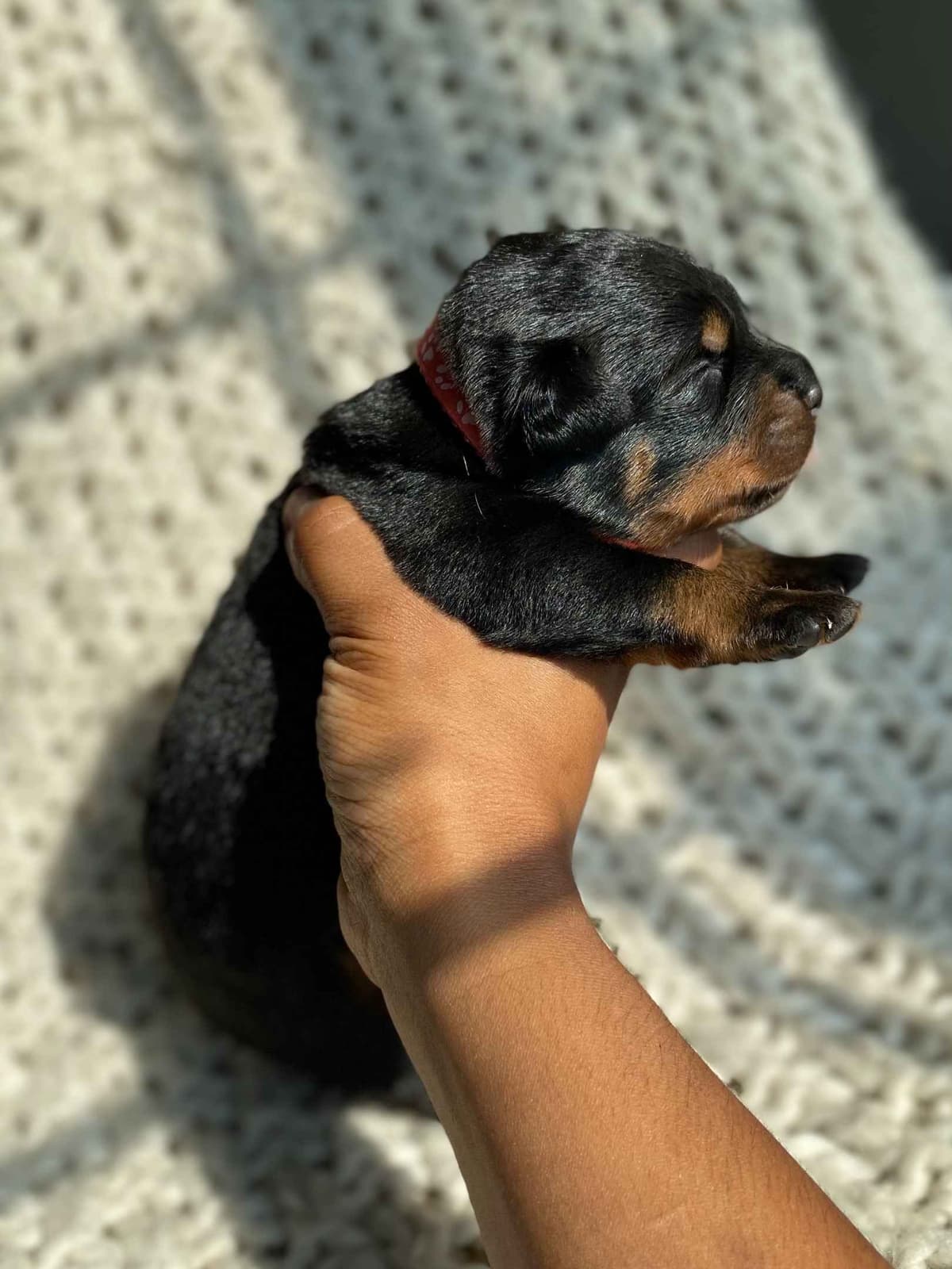 Rottweiler Puppies breeder image 7