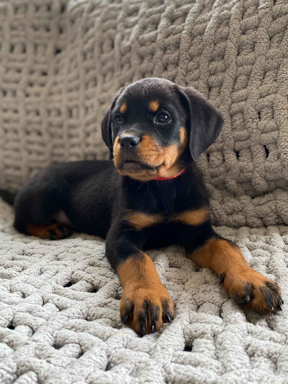 Rottweiler Puppies breeder image 8