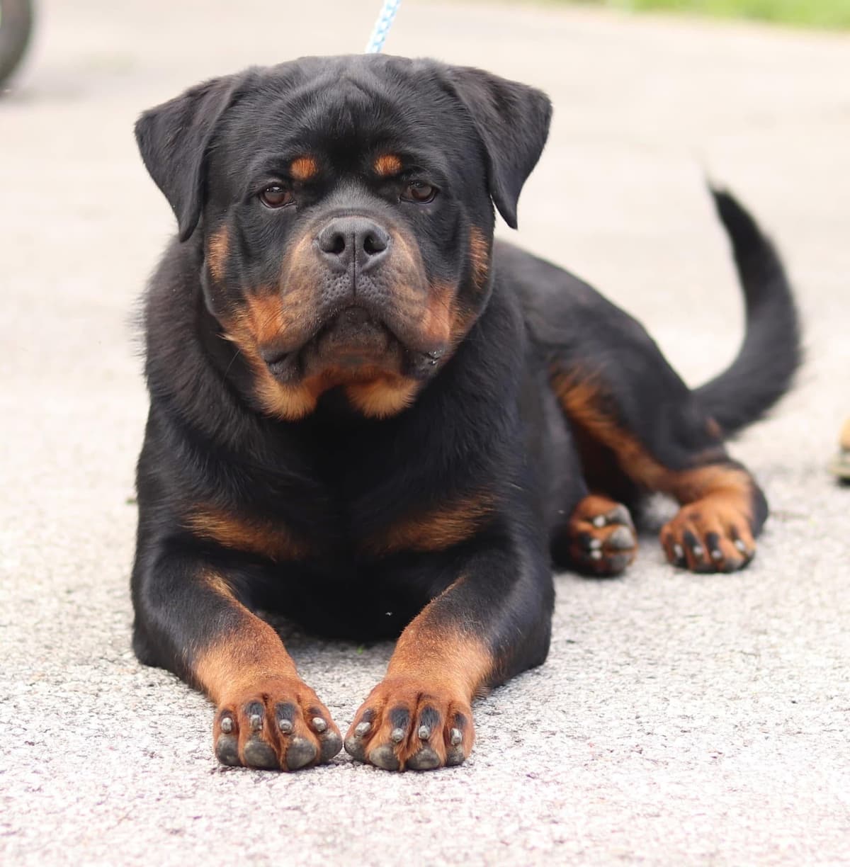 Rottweiler Puppies breeder image 3