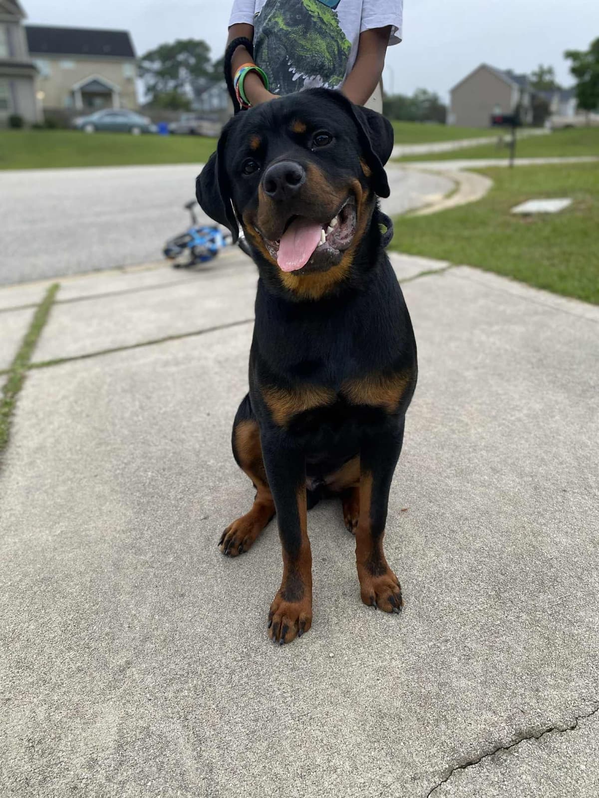 Rottweiler Puppies breeder image 10