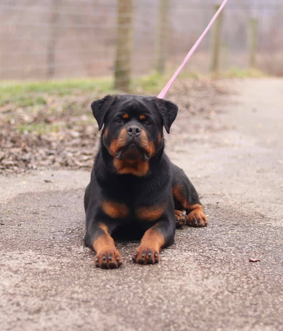 Rottweiler Puppies breeder image 11