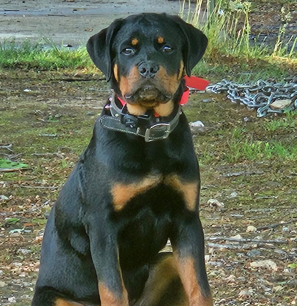 Rottweiler Puppies breeder image 12