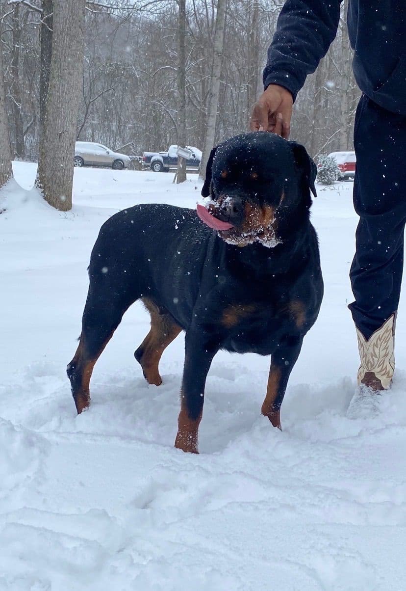 Rottweiler Puppies breeder image 14