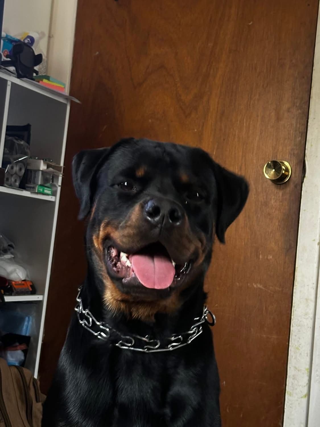 Rottweiler Puppies breeder image 15