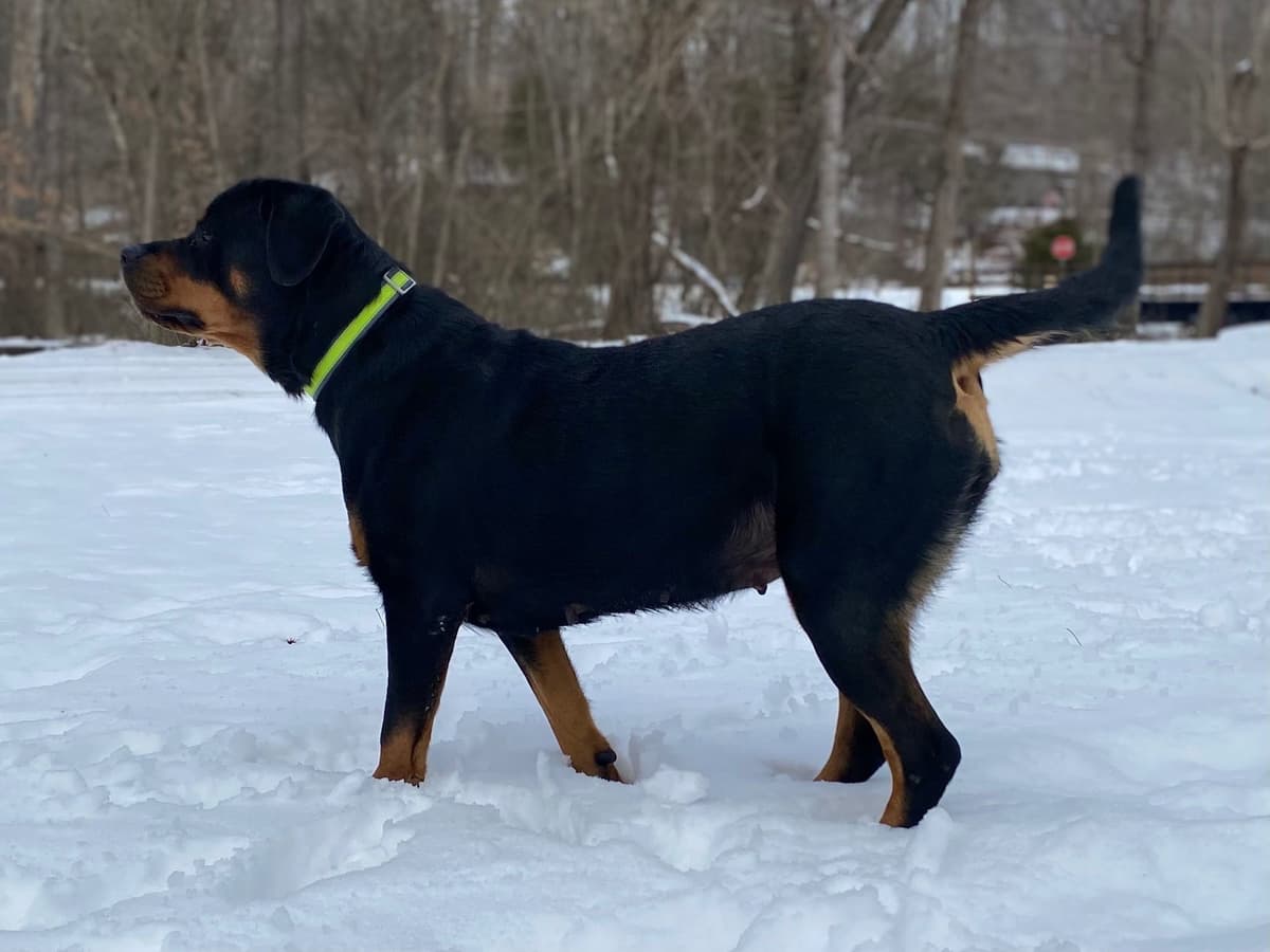 Rottweiler Puppies breeder image 16