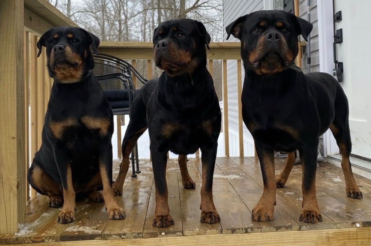 Rottweiler Puppies breeder image 1