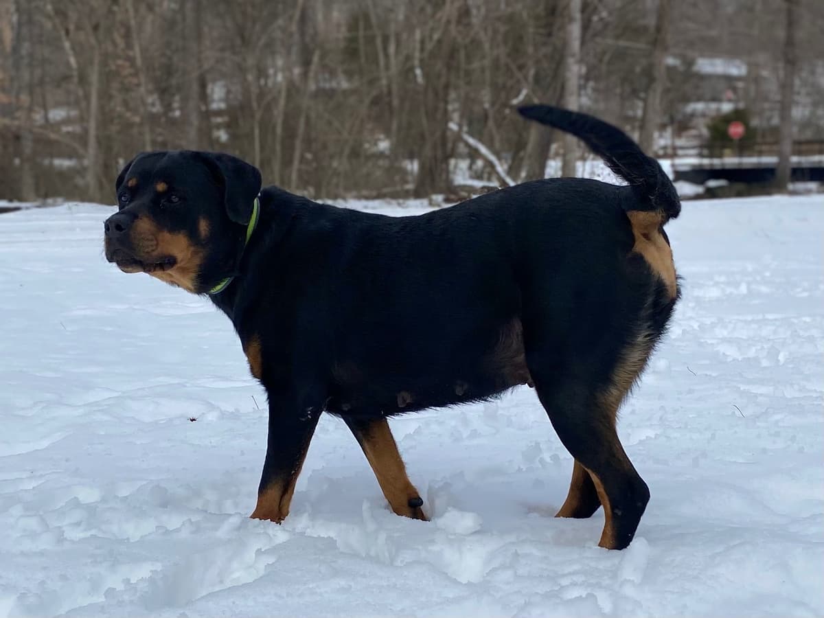 Rottweiler Puppies breeder image 17