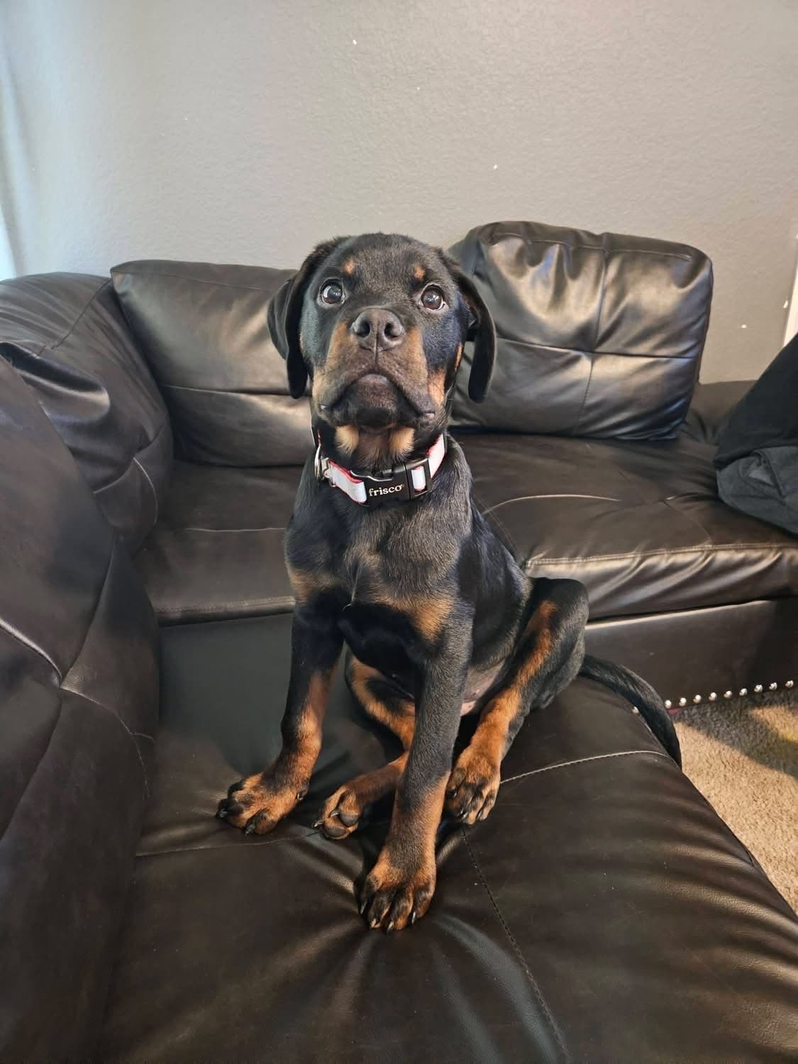 Rottweiler Puppies breeder image 18