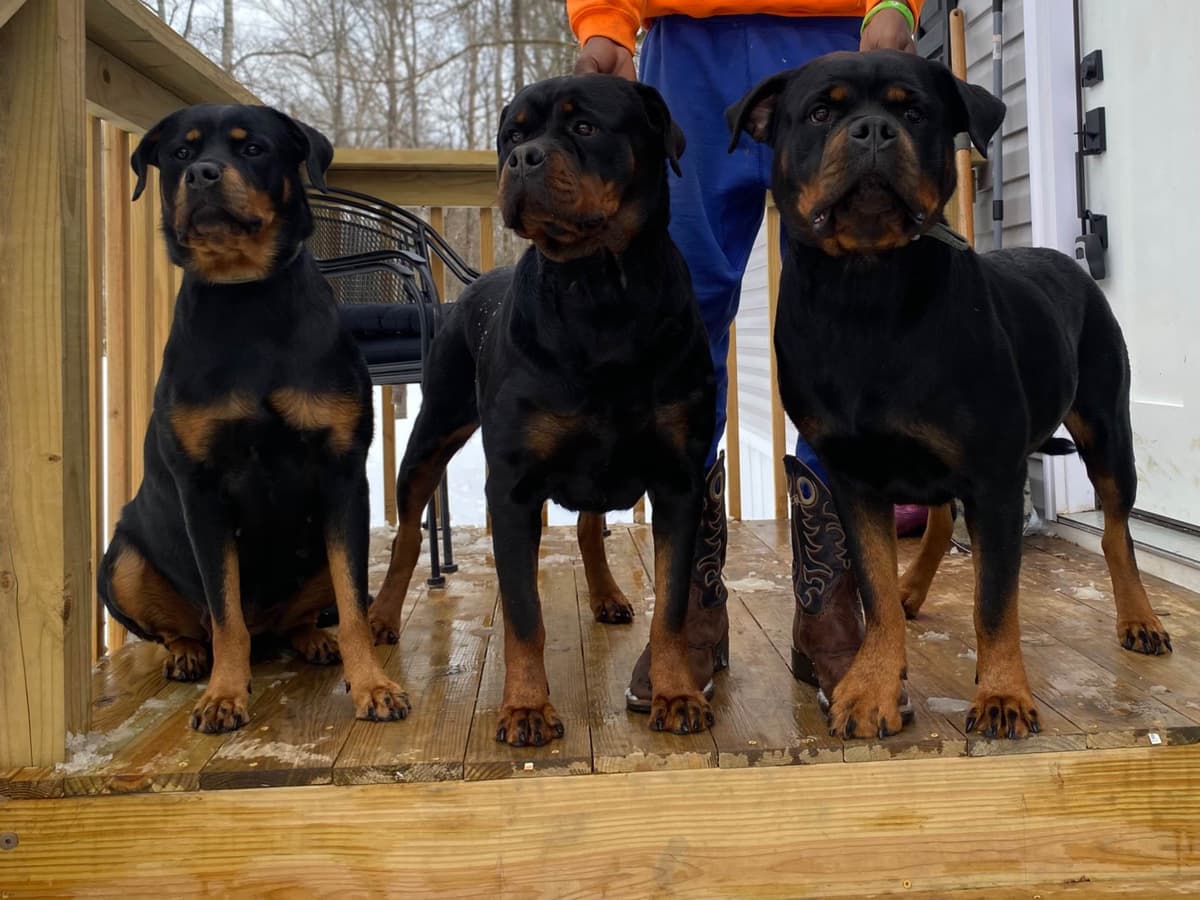 Rottweiler Puppies breeder image 22