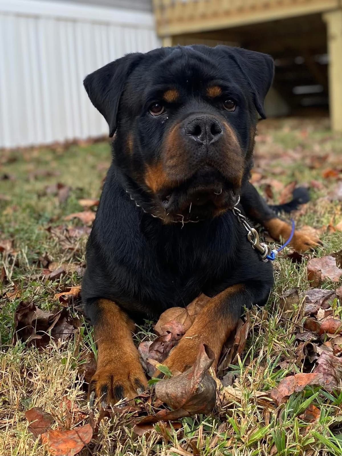 Rottweiler Puppies breeder image 21