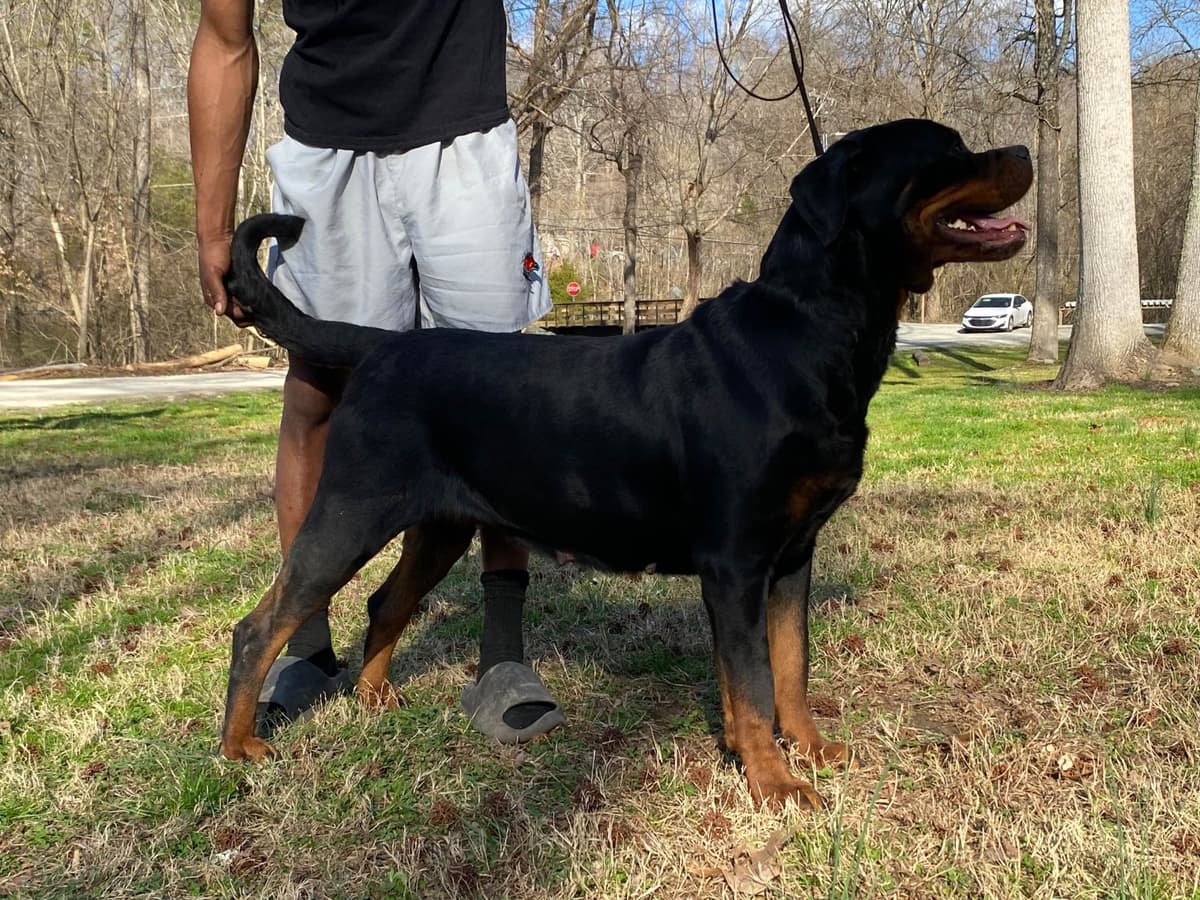 Rottweiler Puppies breeder image 26