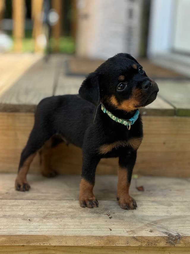 Rottweiler Puppies media 2