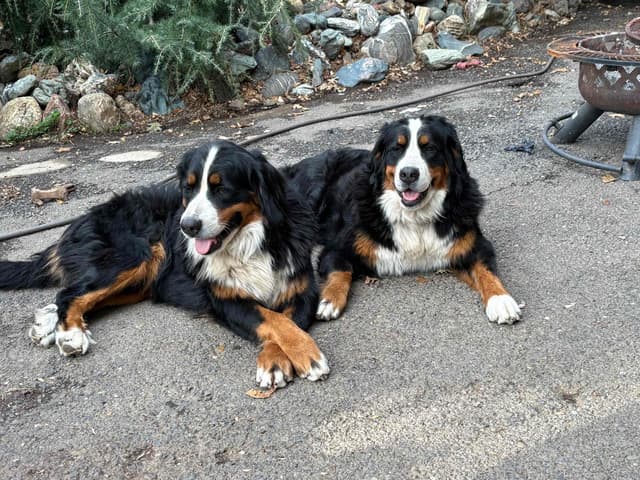 Bernese Mountain Dog Puppies media 2