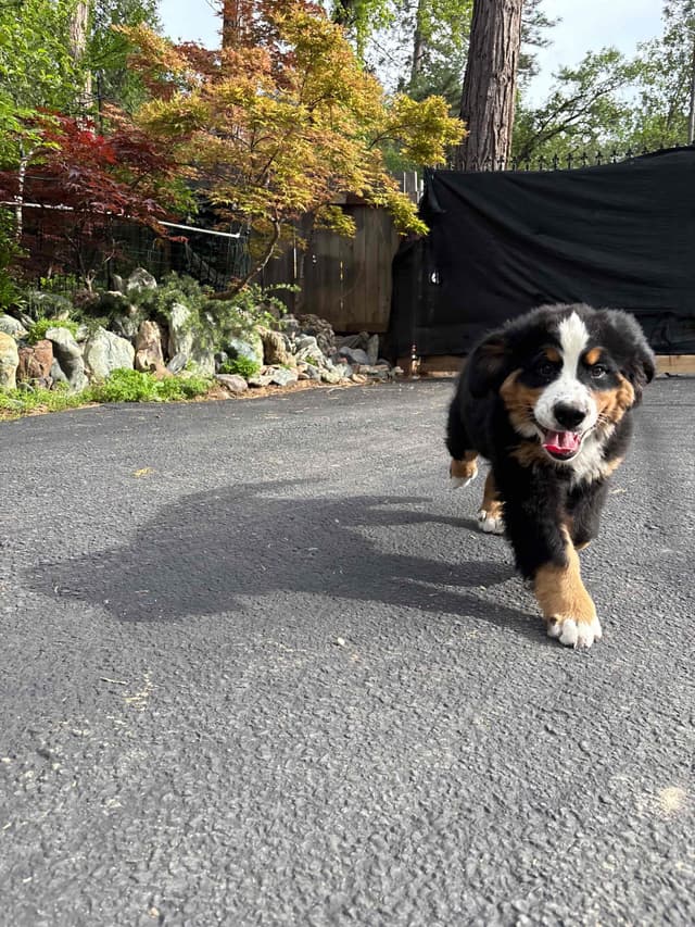 Bernese Mountain Dog Puppies media 3