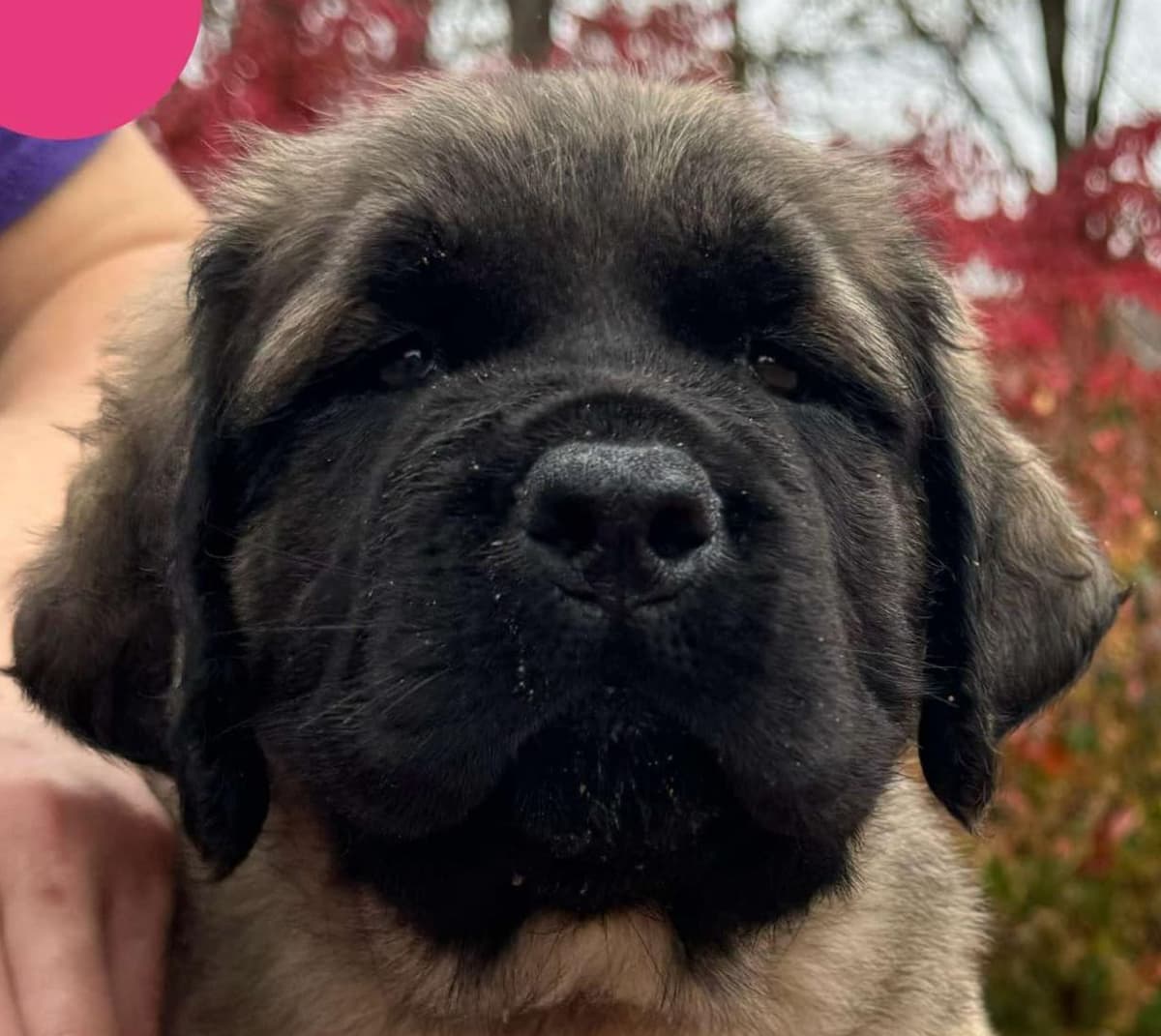 AKC Mastiff Puppies breeder image 1