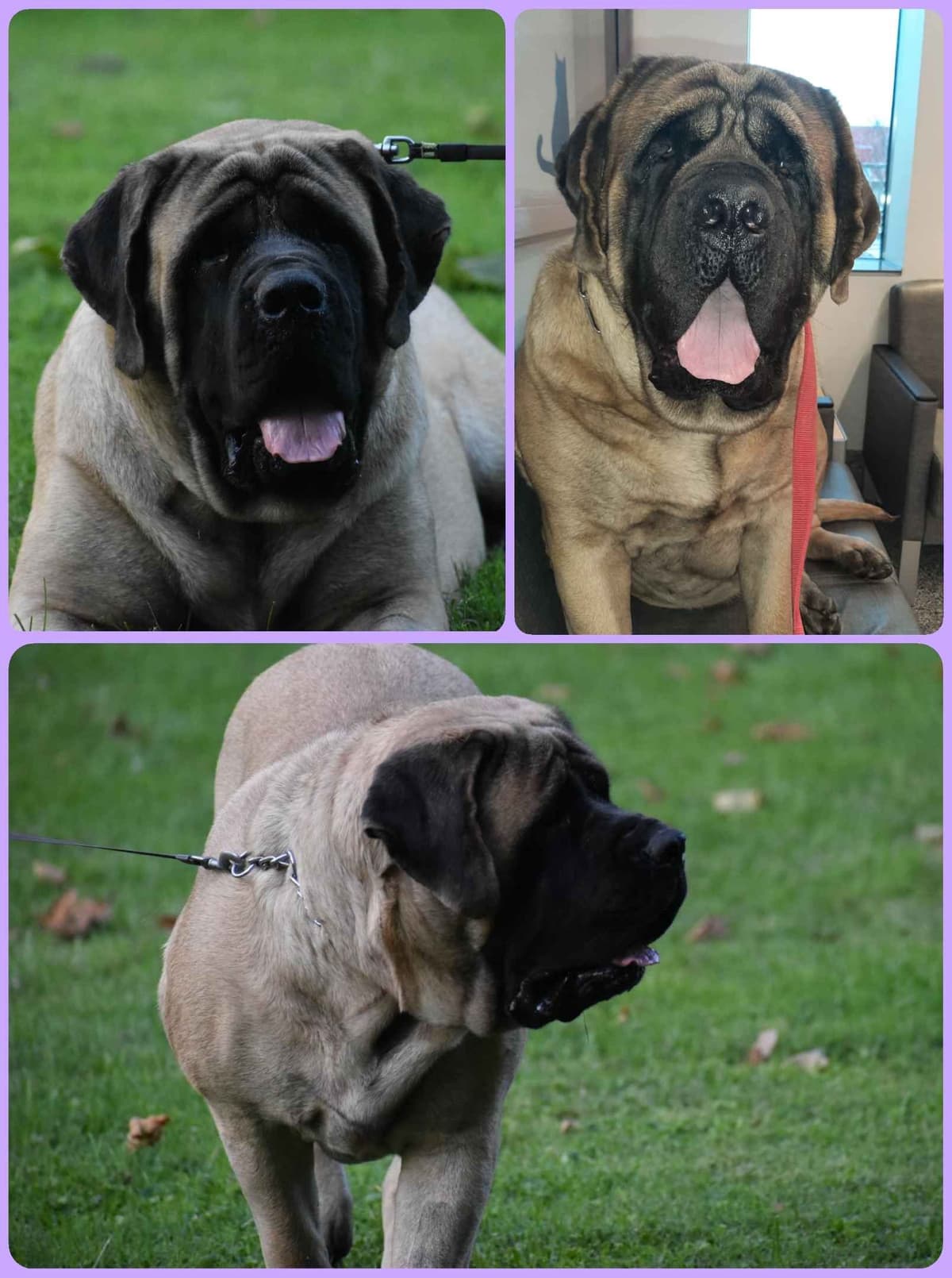 AKC Mastiff Puppies breeder image 2