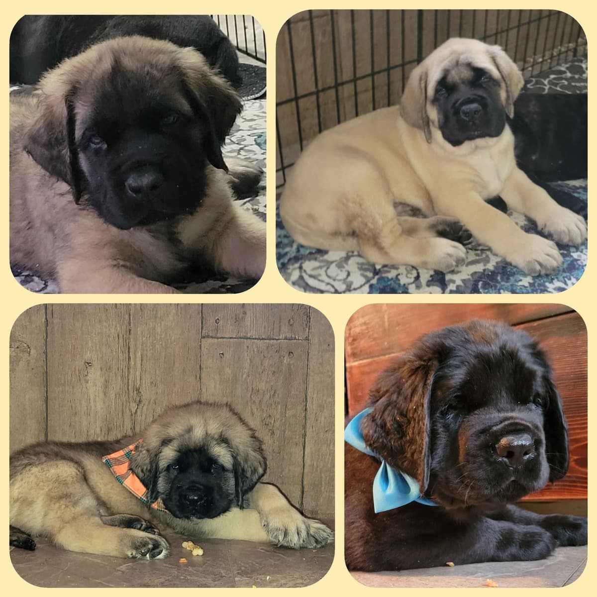 AKC Mastiff Puppies breeder image 3