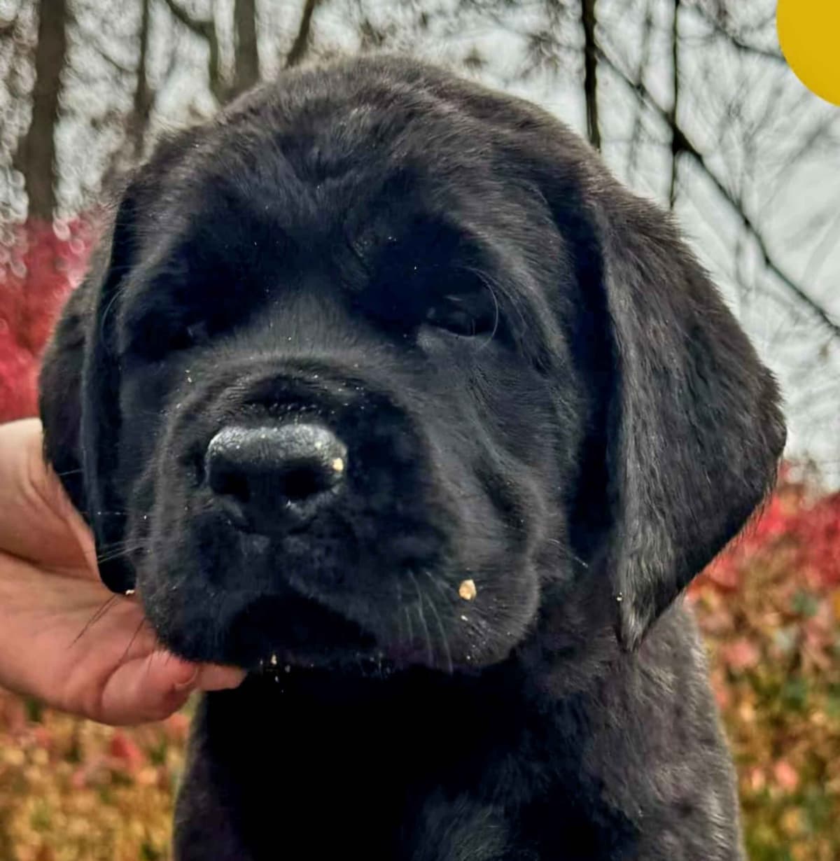 AKC Mastiff Puppies breeder image 4