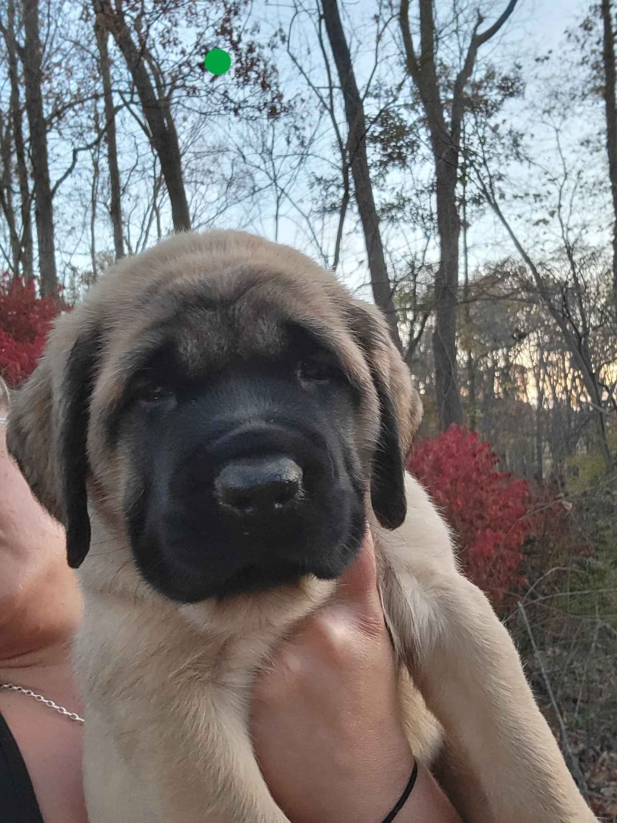AKC Mastiff Puppies breeder image 5
