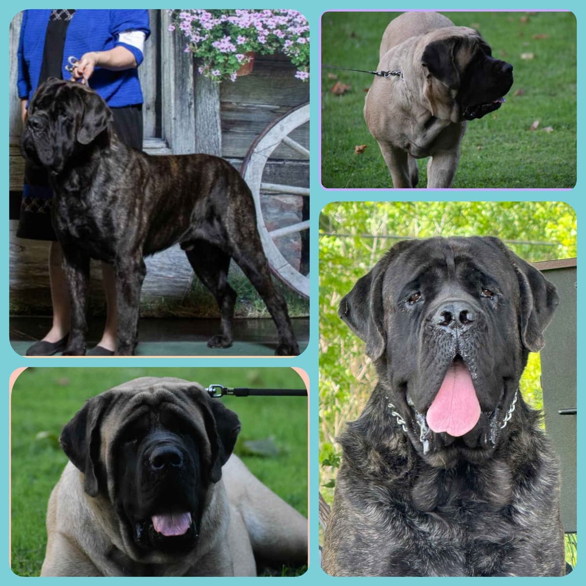 AKC Mastiff Puppies breeder image 6