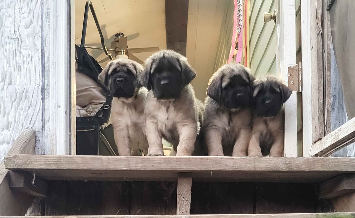 AKC Mastiff Puppies breeder image 7