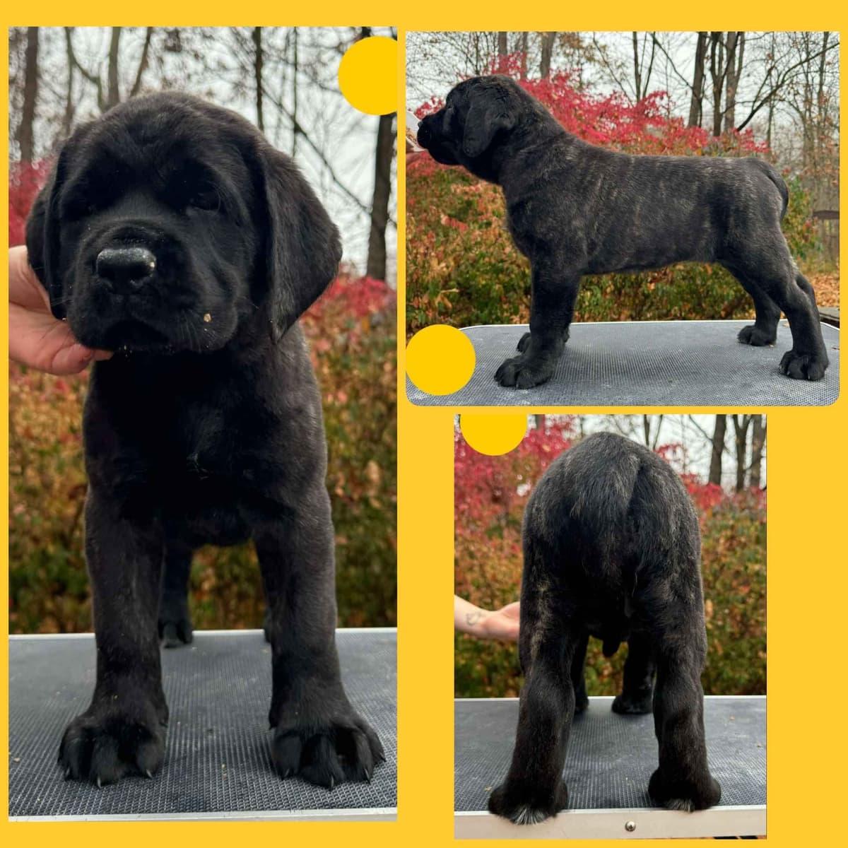 AKC Mastiff Puppies breeder image 8