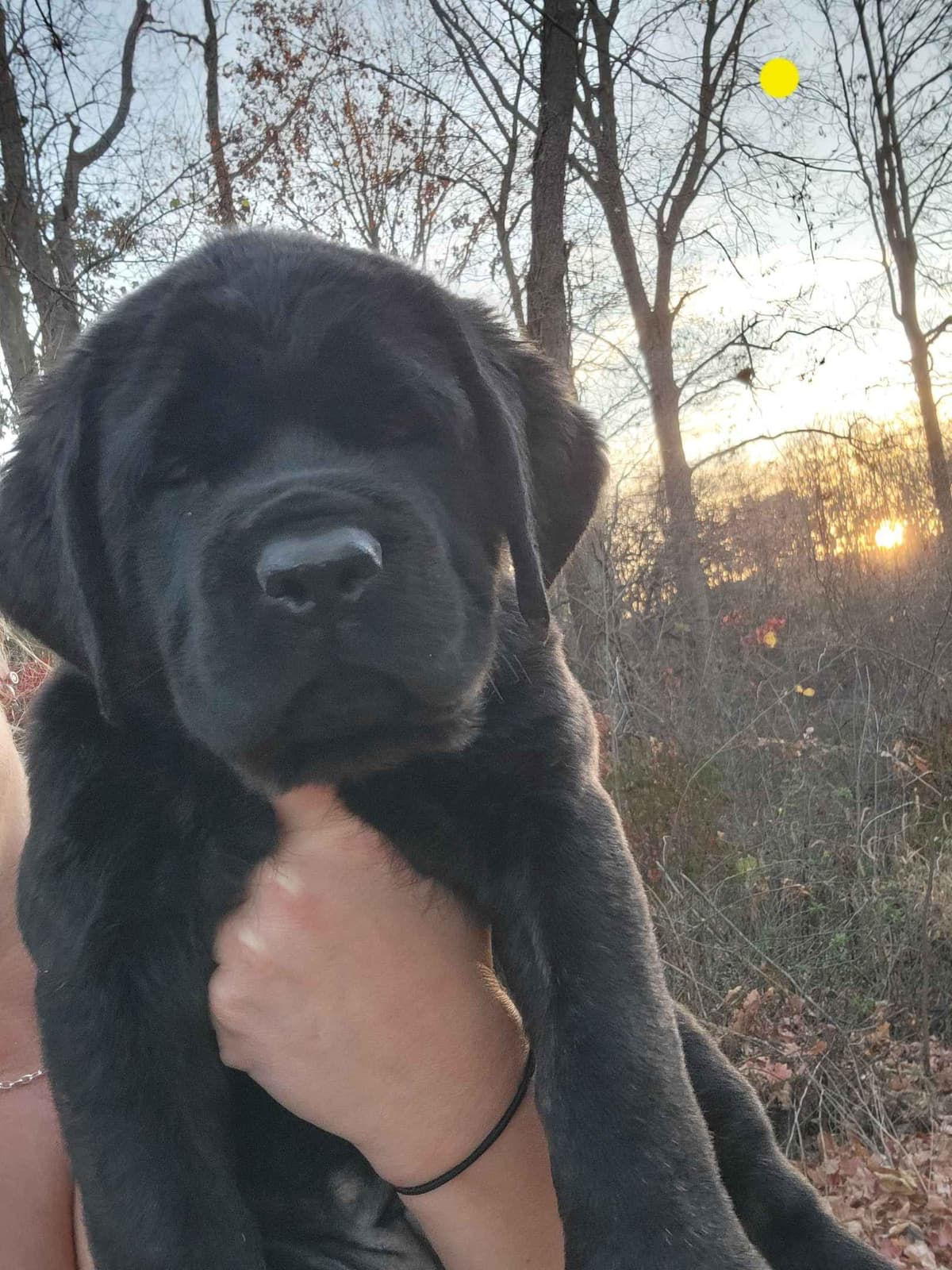 AKC Mastiff Puppies breeder image 9
