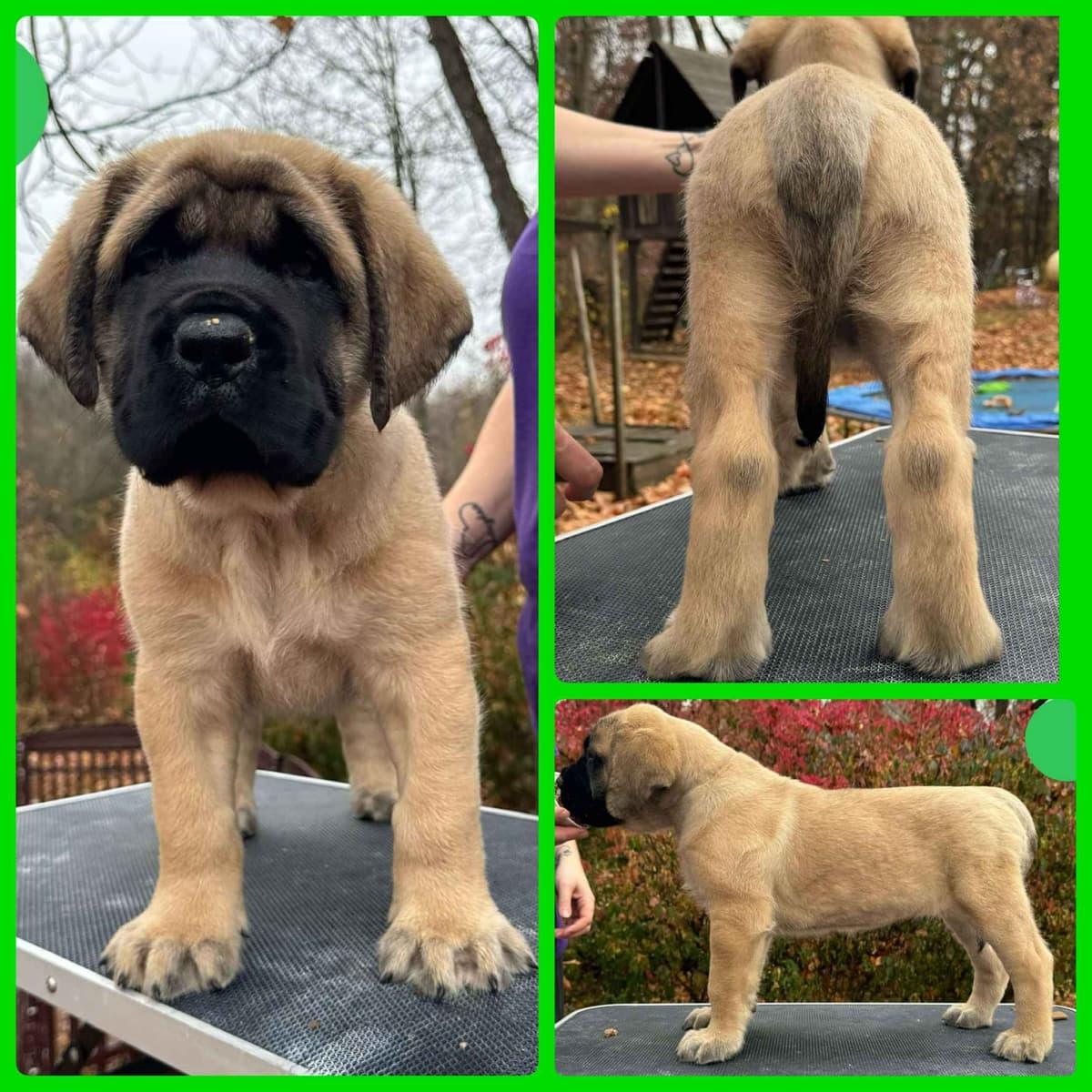 AKC Mastiff Puppies breeder image 10