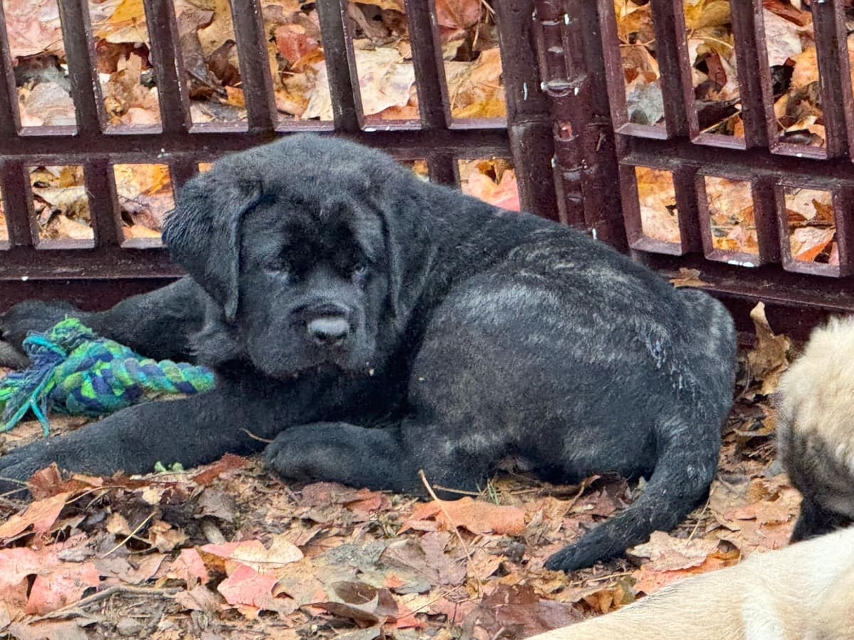 AKC Mastiff Puppies breeder image 11