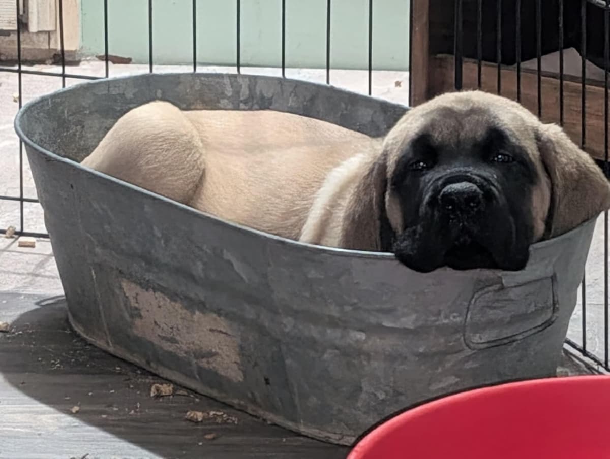 AKC Mastiff Puppies breeder image 12