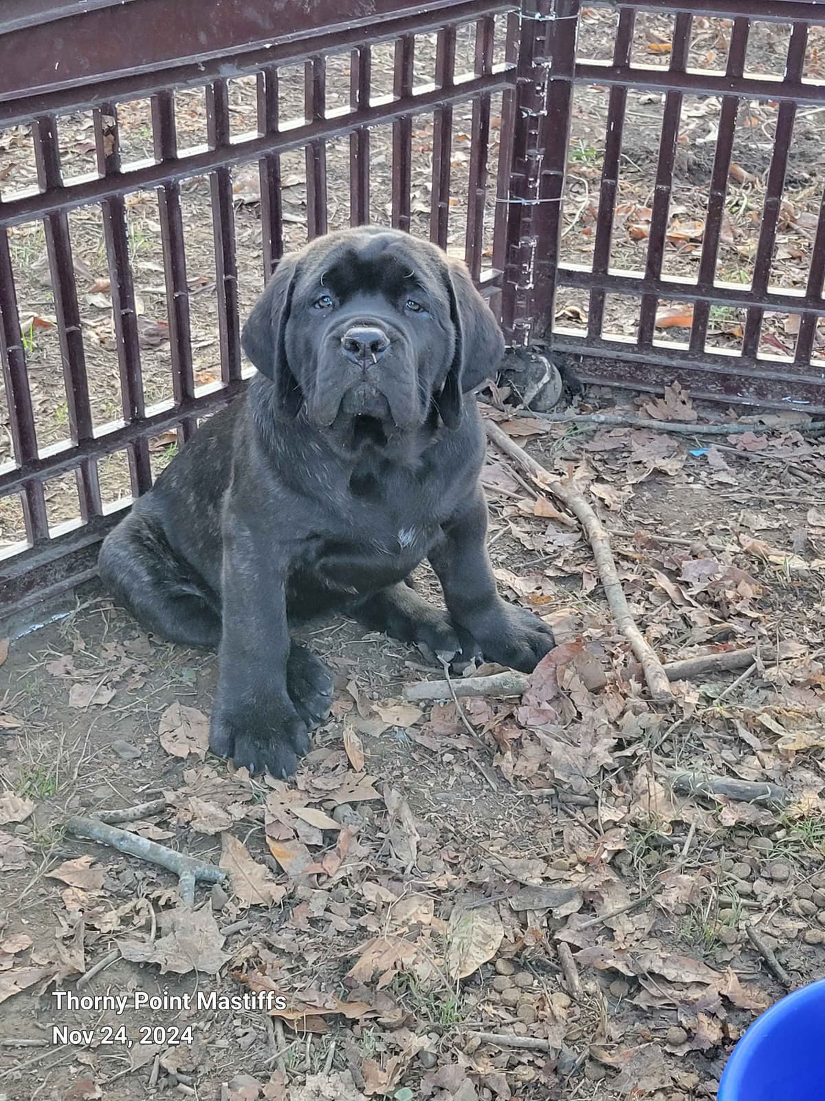 AKC Mastiff Puppies breeder image 13
