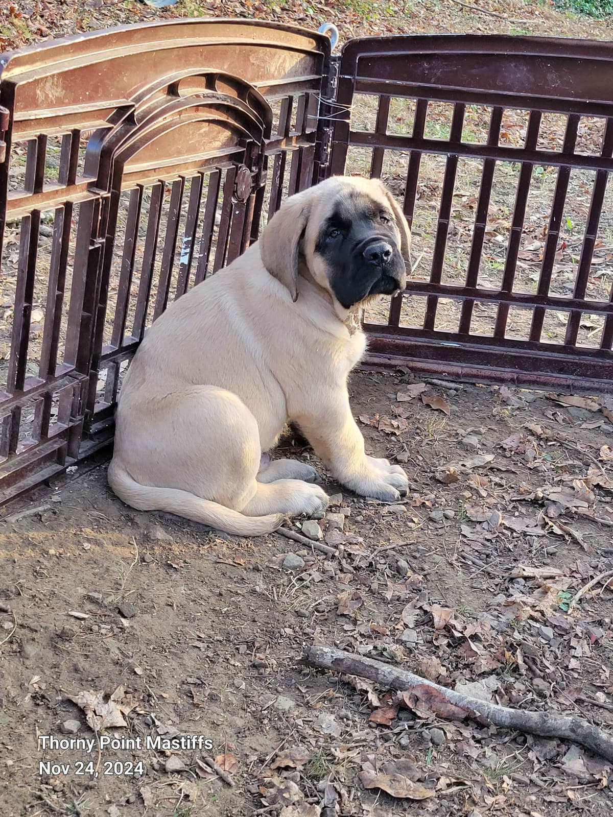 AKC Mastiff Puppies breeder image 14