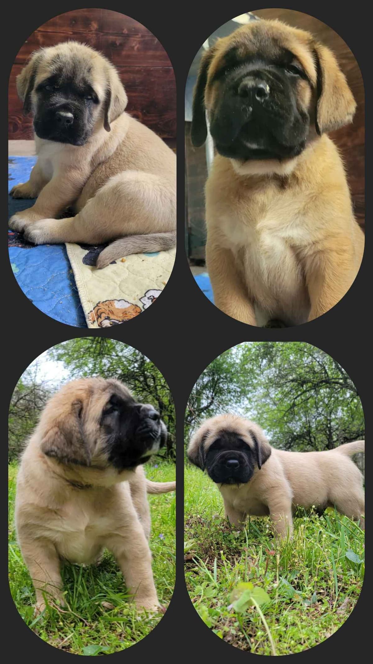 AKC Mastiff Puppies breeder image 16