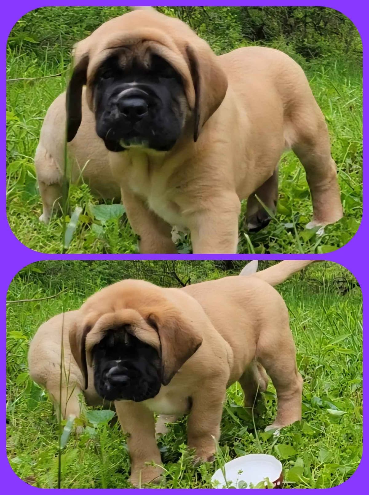 AKC Mastiff Puppies breeder image 18