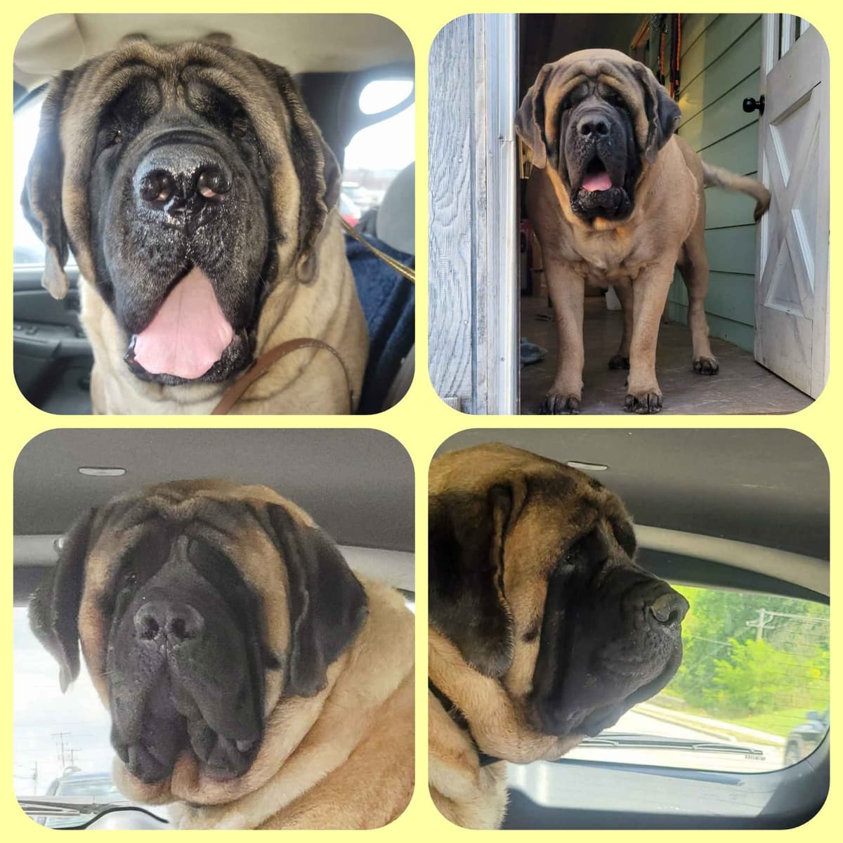 AKC Mastiff Puppies breeder image 19