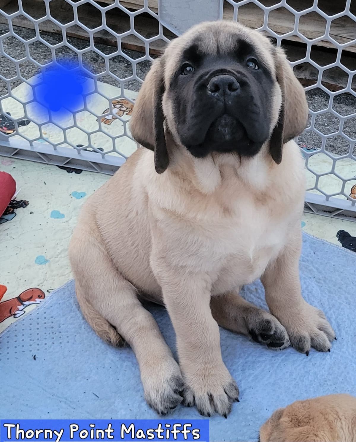 AKC Mastiff Puppies breeder image 20