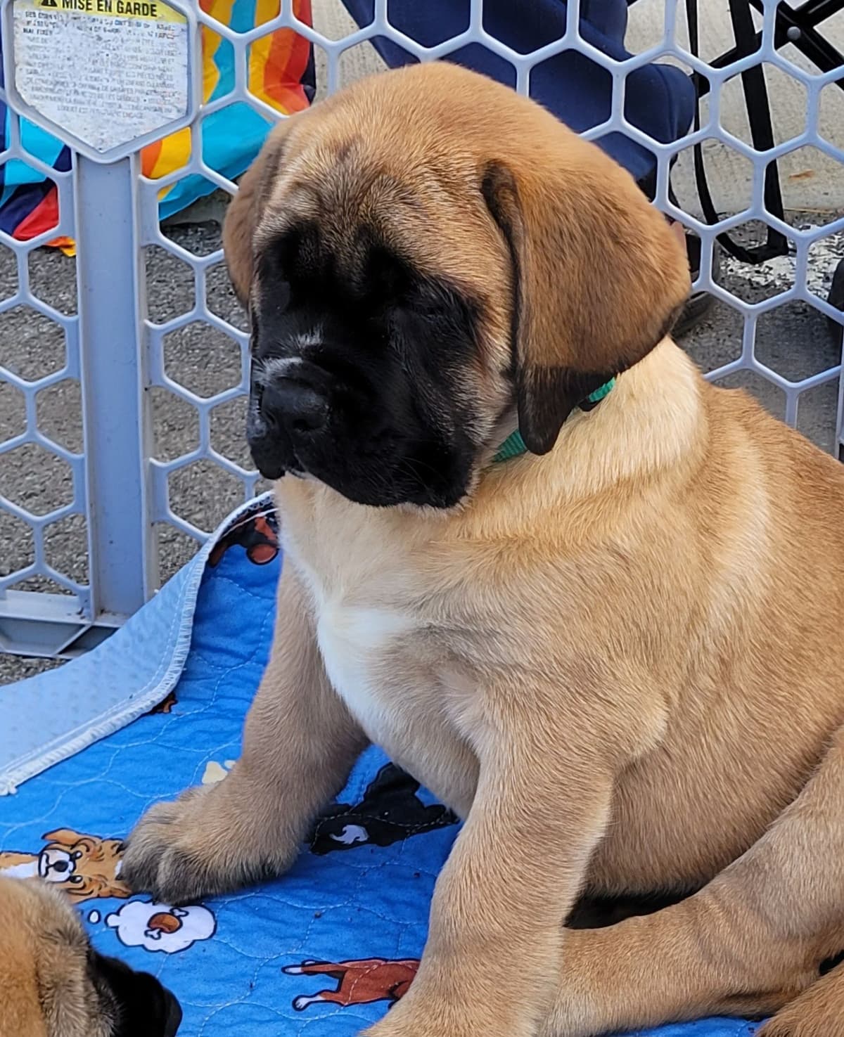AKC Mastiff Puppies breeder image 21