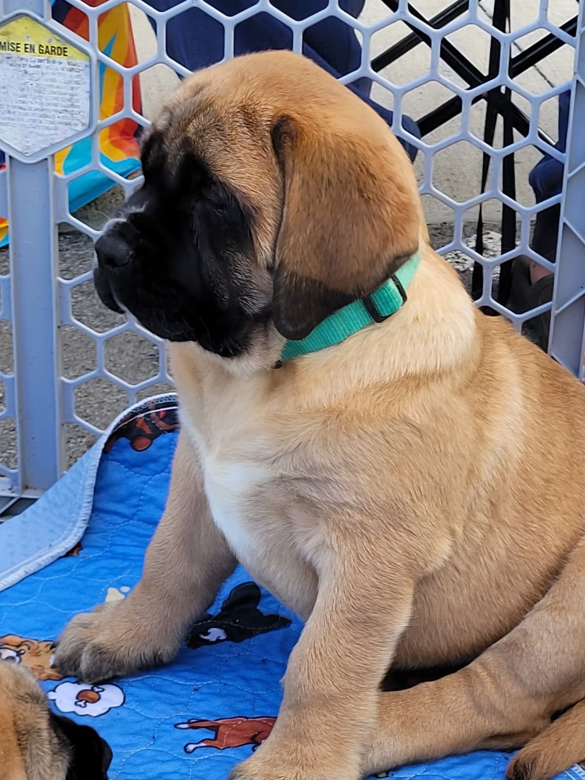 AKC Mastiff Puppies breeder image 22