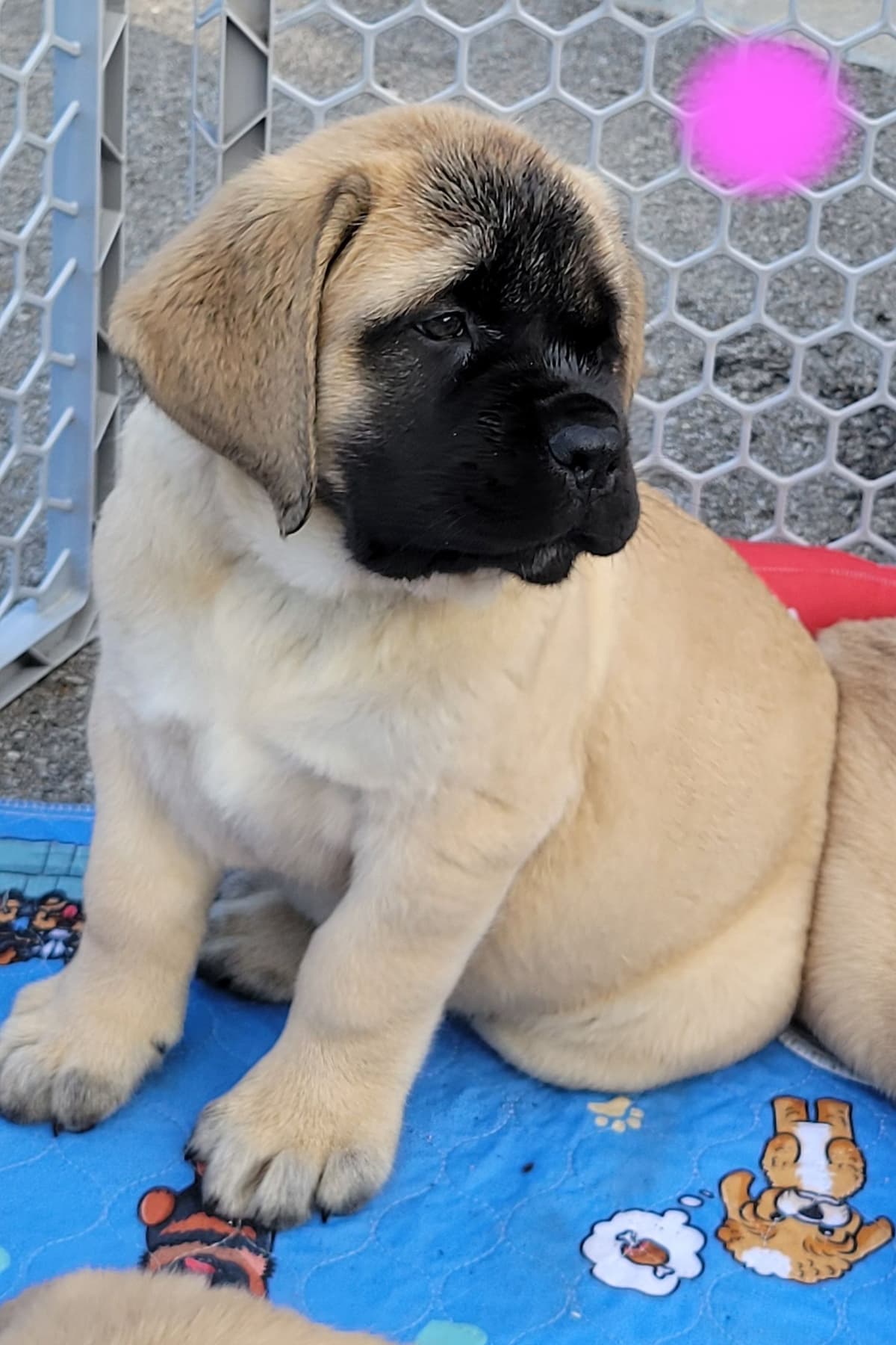 AKC Mastiff Puppies breeder image 23