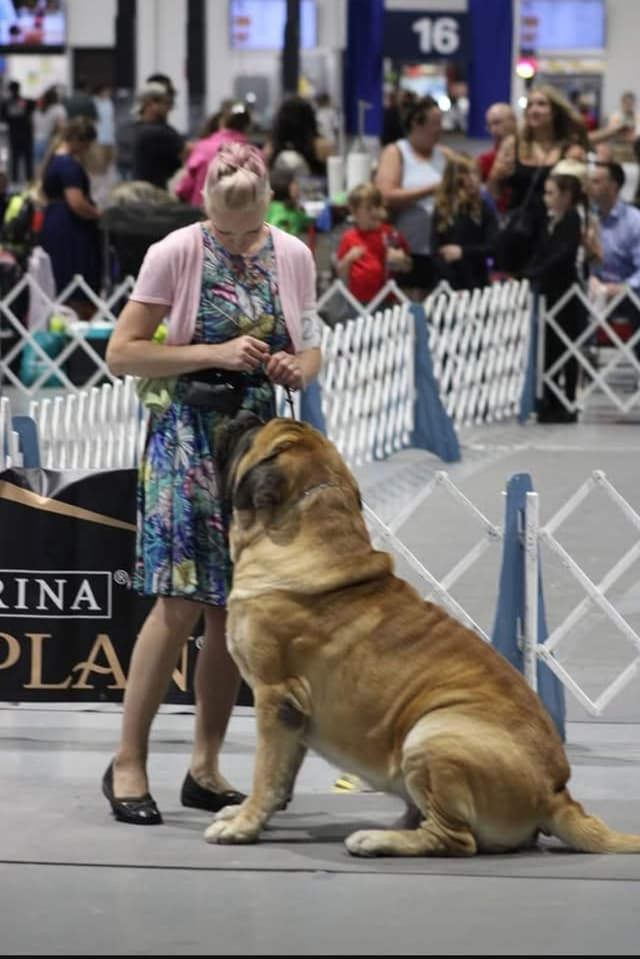 AKC Mastiff Puppies media 4