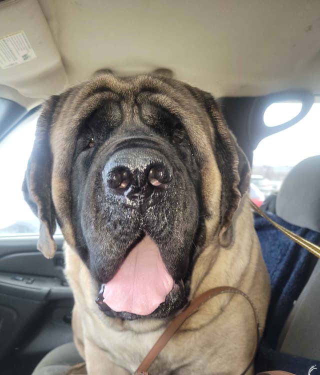 AKC Mastiff Puppies media 5