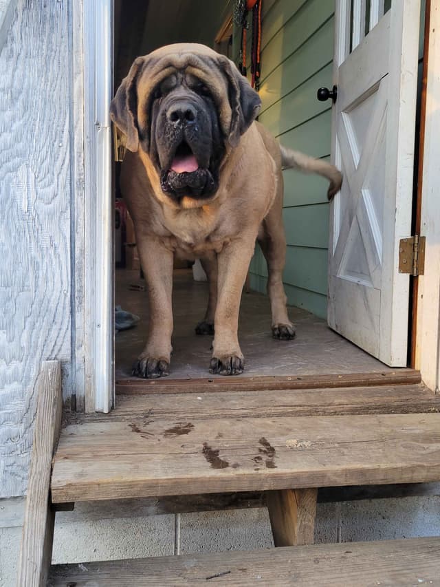 AKC Mastiff Puppies media 6