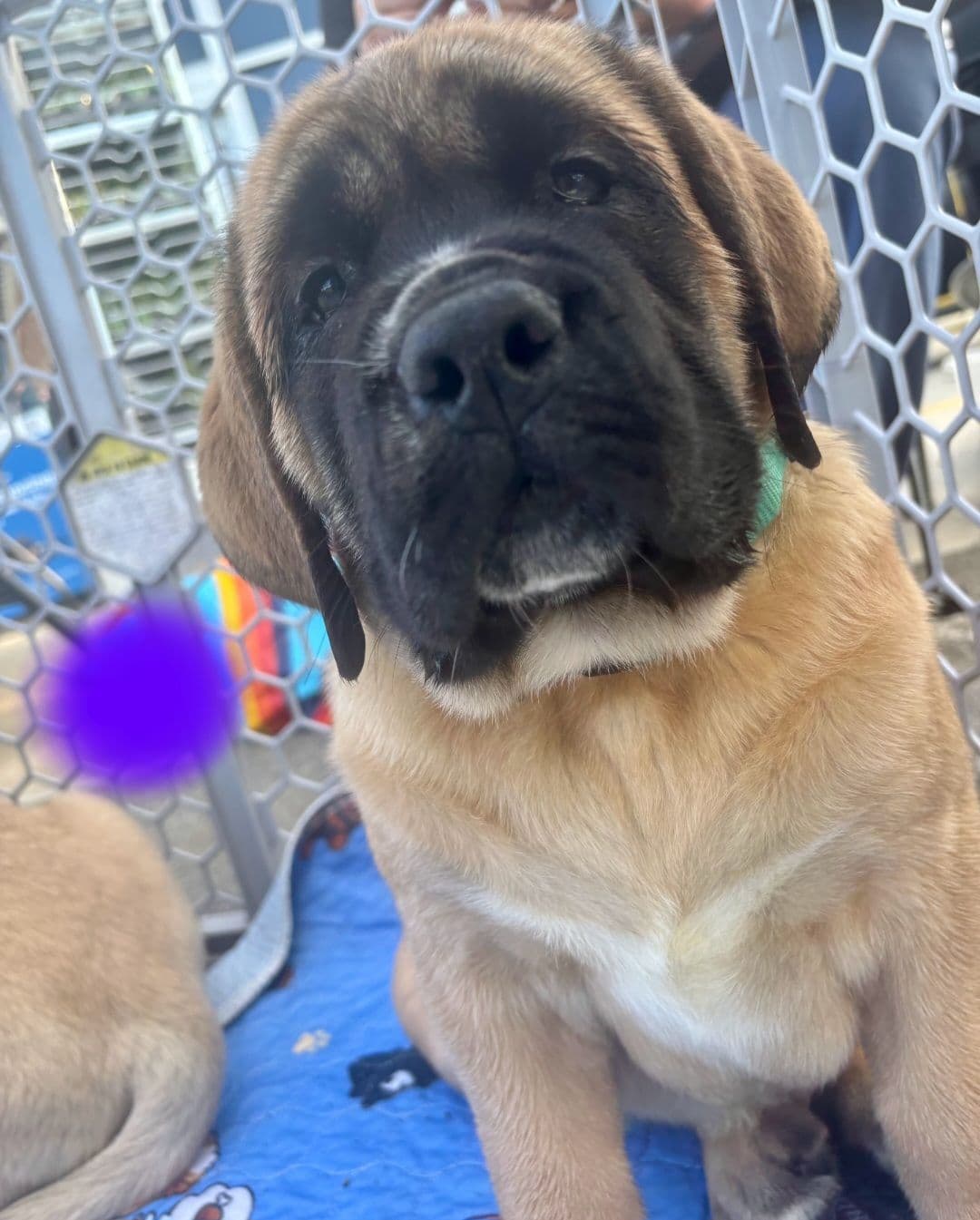 AKC Mastiff Puppies breeder image 24