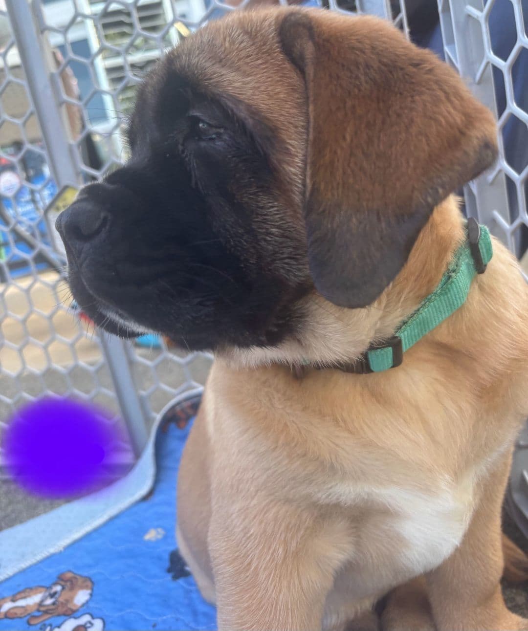 AKC Mastiff Puppies breeder image 25