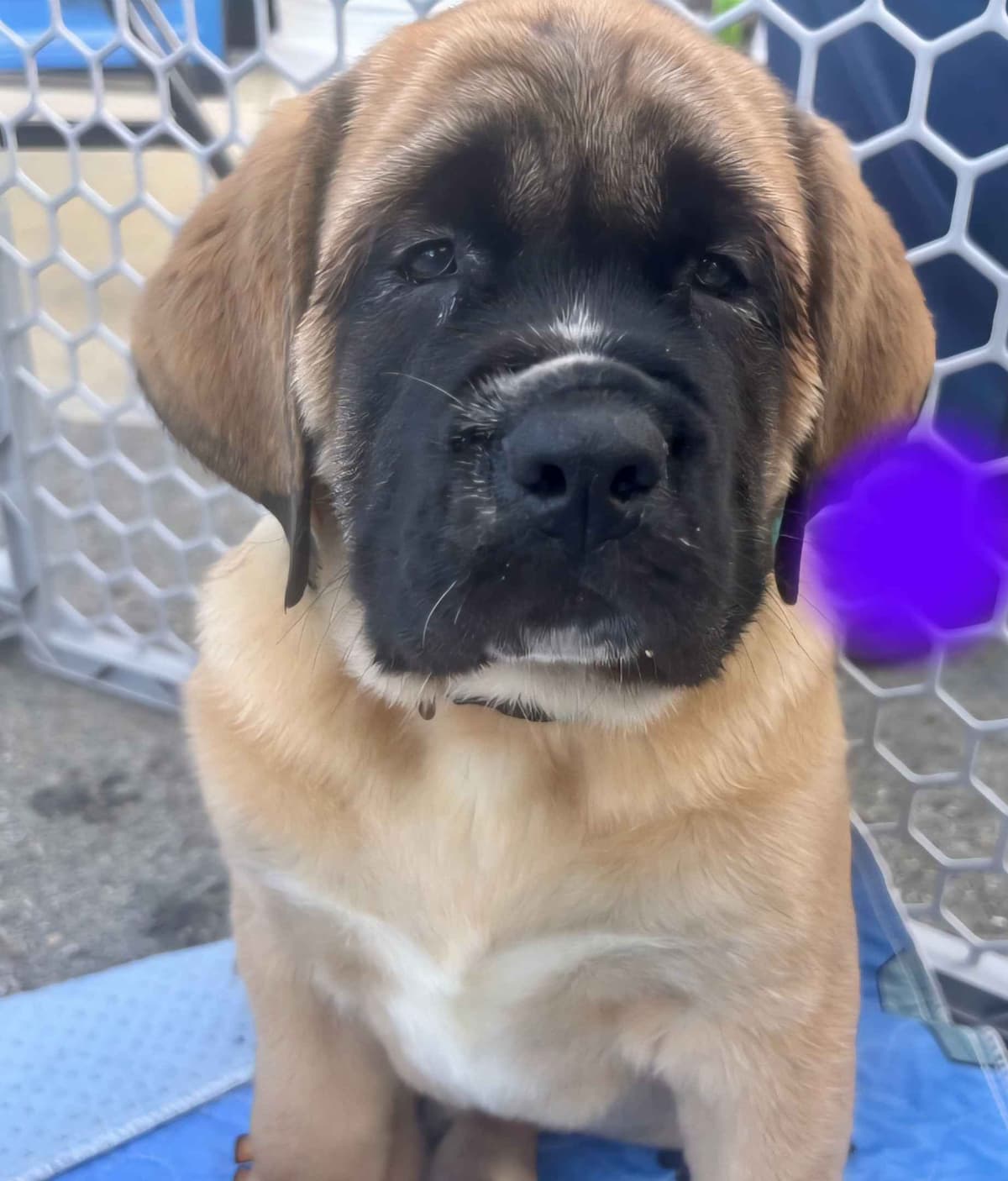 AKC Mastiff Puppies breeder image 26