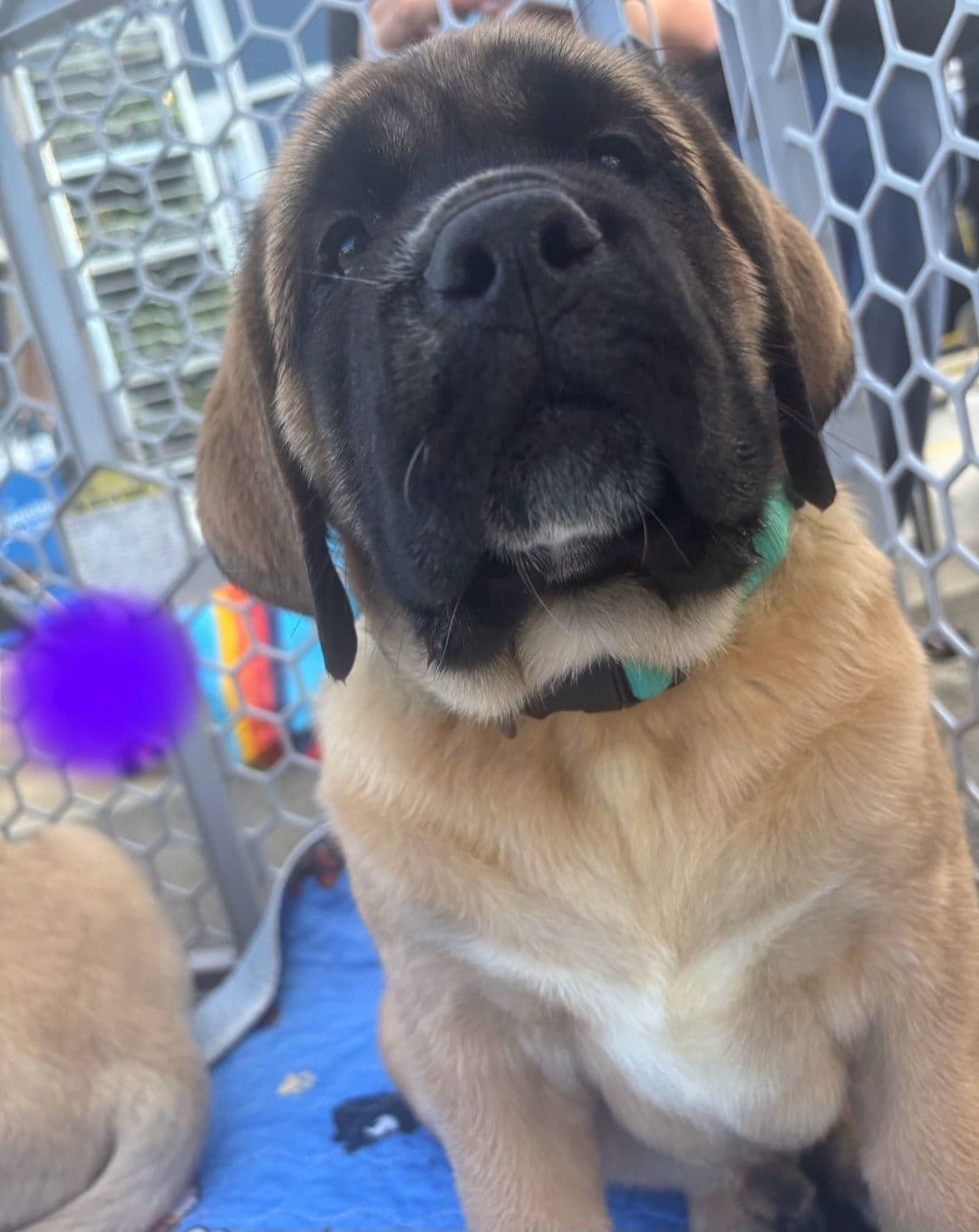 AKC Mastiff Puppies breeder image 27