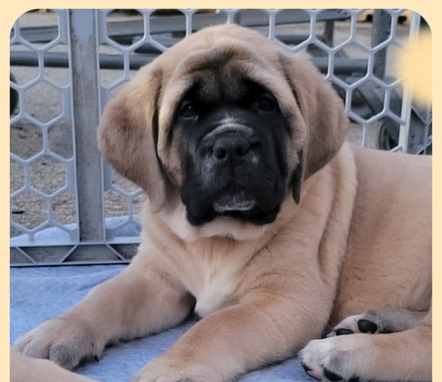 AKC Mastiff Puppies media 8