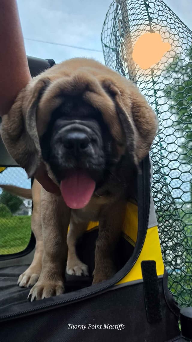 AKC Mastiff Puppies media 10